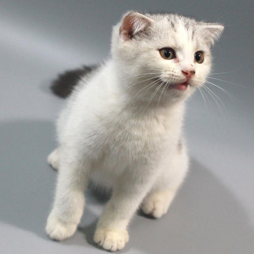 我的宠物猫
