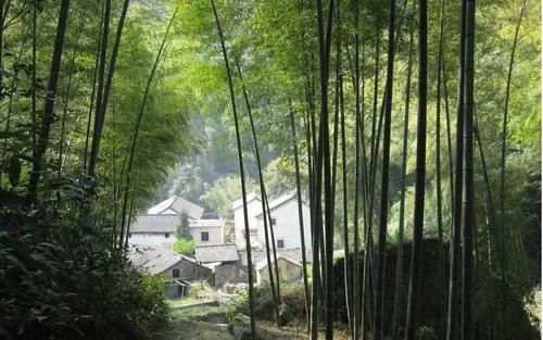 竹林的四个季节