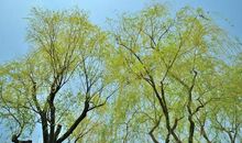 “害羞”的春天