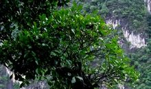 美丽的小叶榕树