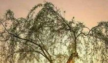 诗歌，不能被乱造