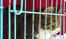 我也想飞出笼子