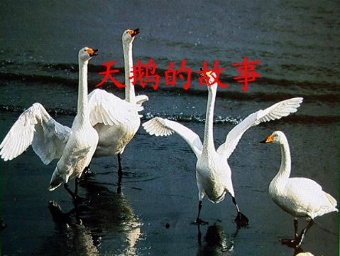 天鹅的叙事