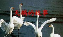 天鹅的自述