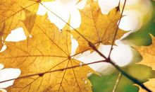 秋姑娘的黄裙子