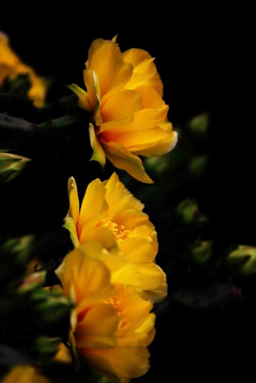 花节