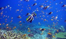 风中的“鱼儿”