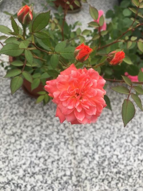 寿命往往很长