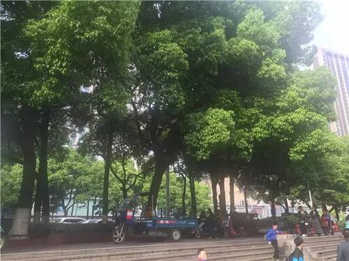 我家门前有一棵樟树