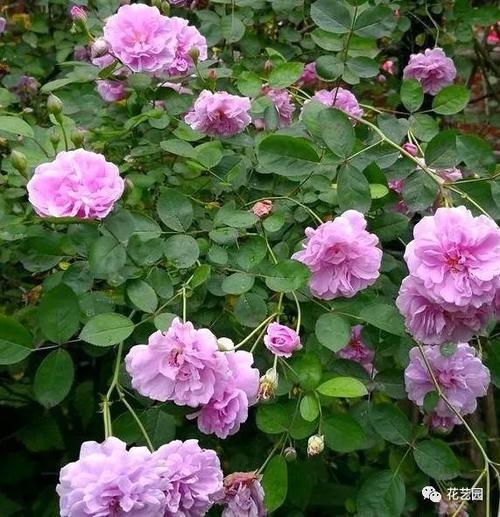 参观奶奶花园