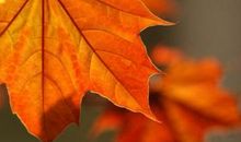 那片红红的枫叶