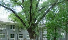 校园的那株大柳树