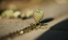 我是一株石缝里的小草