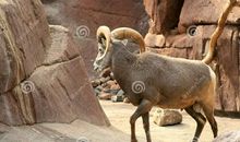 读《大角羊库拉克》有感