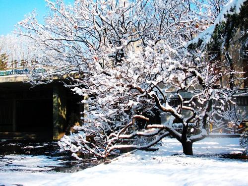 就像雪