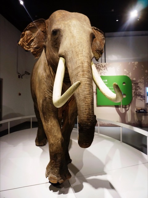 自然博物馆一日游