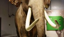 自然博物馆一日游