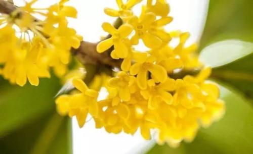 桂花