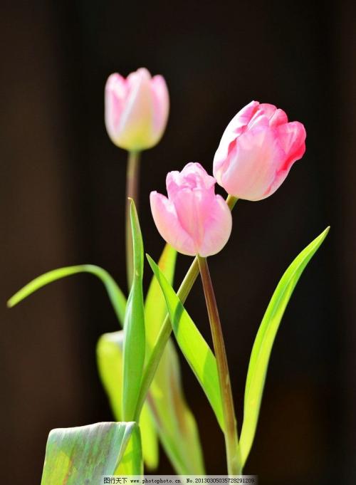 健康的“花”