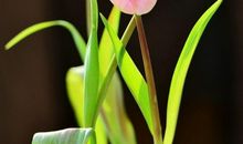 健康的“花朵”