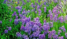 重开的友谊之花