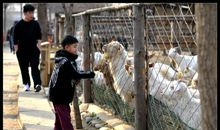 乡村动物园游记