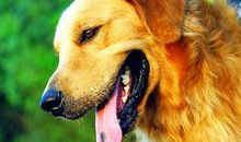 金毛犬水果小姐