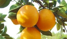 家乡的特产脐橙