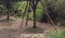 桂花树下的记忆