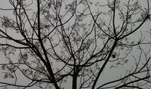 凋谢也是一种美