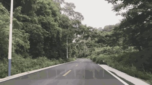 在榕树下荡秋千