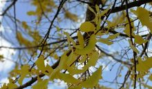 那段青春有杏树的陪伴