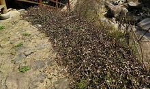 桐庐·畲乡·风情