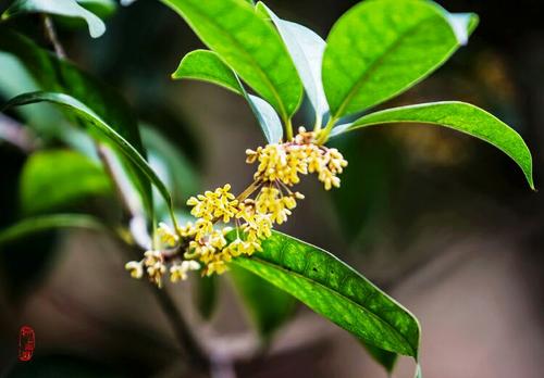 花园里满是桂花