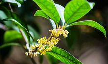 满园尽是桂花香