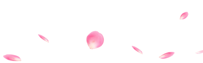 那些花瓣散落在记忆中