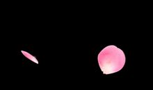 那些散落在记忆中的花瓣