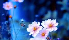 一粒柳絮的旅程