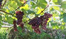 希望滋润了我的心田