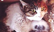 猫妈妈给我的启示