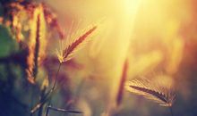 阳光陪伴我成长