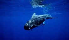 我是一头抹香鲸