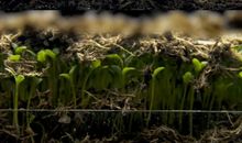 奋斗的种子在我心中种下