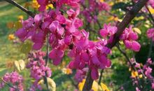 我扑进了春天的怀抱