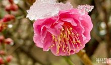 春雪里绽放开一朵小花