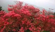 瞧，那漫山遍野的映山红