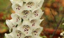 青春——野百合的春天