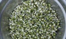 绿豆成长日记三则