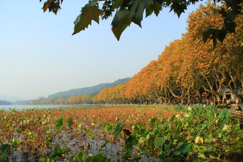 秋野