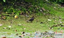 植物园观鸟小探究